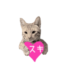 ねこスタンプ うちのツィさん。（個別スタンプ：18）