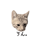 ねこスタンプ うちのツィさん。（個別スタンプ：19）