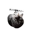 ねこスタンプ うちのツィさん。（個別スタンプ：20）