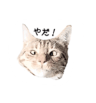 ねこスタンプ うちのツィさん。（個別スタンプ：22）