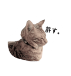 ねこスタンプ うちのツィさん。（個別スタンプ：24）