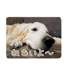 nico＆laugh（個別スタンプ：1）