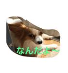 Rikus stamp（個別スタンプ：1）