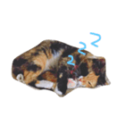 まあにゃん。（個別スタンプ：1）