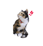 まあにゃん。（個別スタンプ：2）