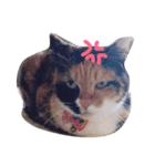 まあにゃん。（個別スタンプ：3）