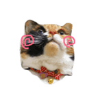 まあにゃん。（個別スタンプ：5）