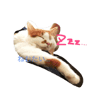 猫のうるとら（個別スタンプ：1）