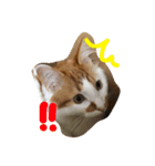 猫のうるとら（個別スタンプ：2）