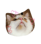猫のうるとら（個別スタンプ：3）