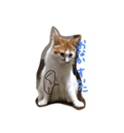 猫のうるとら（個別スタンプ：6）