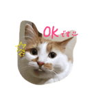 猫のうるとら（個別スタンプ：7）