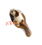 猫のうるとら（個別スタンプ：8）