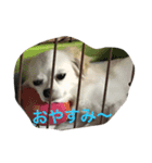 チワワ家族（個別スタンプ：1）