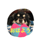 チワワ家族（個別スタンプ：2）