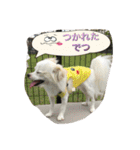 チワワ家族（個別スタンプ：3）