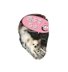 チワワ家族（個別スタンプ：5）