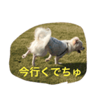 チワワ家族（個別スタンプ：8）