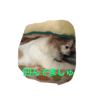 チワワ家族（個別スタンプ：9）