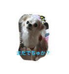 チワワ家族（個別スタンプ：12）