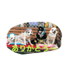 チワワ家族（個別スタンプ：15）