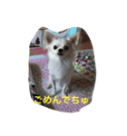 チワワ家族（個別スタンプ：16）