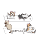 【あきお】猫だらけの吹き出し（個別スタンプ：16）