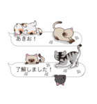 【あきお】猫だらけの吹き出し（個別スタンプ：17）