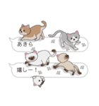 【あきら】猫だらけの吹き出し（個別スタンプ：25）