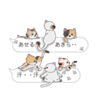 【あきら】猫だらけの吹き出し（個別スタンプ：36）