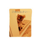 ネコの日課（個別スタンプ：5）