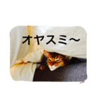 ネコの日課（個別スタンプ：8）