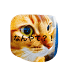 ネコの日課（個別スタンプ：10）
