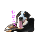 BMDdog（個別スタンプ：1）
