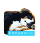 BMDdog（個別スタンプ：2）