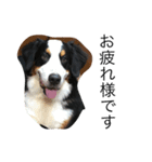 BMDdog（個別スタンプ：3）