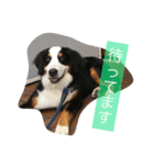 BMDdog（個別スタンプ：4）