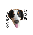 BMDdog（個別スタンプ：6）
