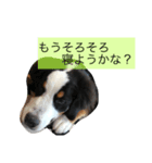 BMDdog（個別スタンプ：8）