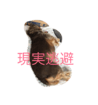 大きいココア（個別スタンプ：1）