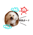 Real Dogs Family.（個別スタンプ：1）
