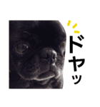 Real Dogs Family.（個別スタンプ：12）