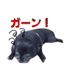 Real Dogs Family.（個別スタンプ：14）