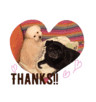 Real Dogs Family.（個別スタンプ：16）