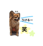 チワワのうみスタンプ（個別スタンプ：1）