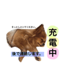 チワワのうみスタンプ（個別スタンプ：3）