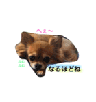 チワワのうみスタンプ（個別スタンプ：7）