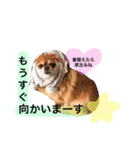 チワワのうみスタンプ（個別スタンプ：8）