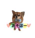 チワワのうみスタンプ（個別スタンプ：9）