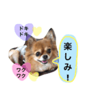 チワワのうみスタンプ（個別スタンプ：11）